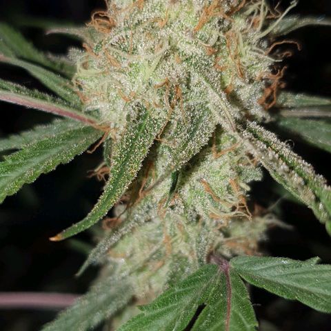 Claudia growlog timeline photo