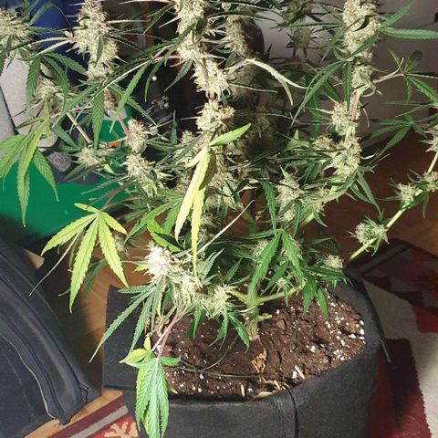 Claudia growlog timeline photo
