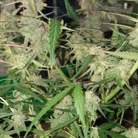 Claudia growlog timeline photo