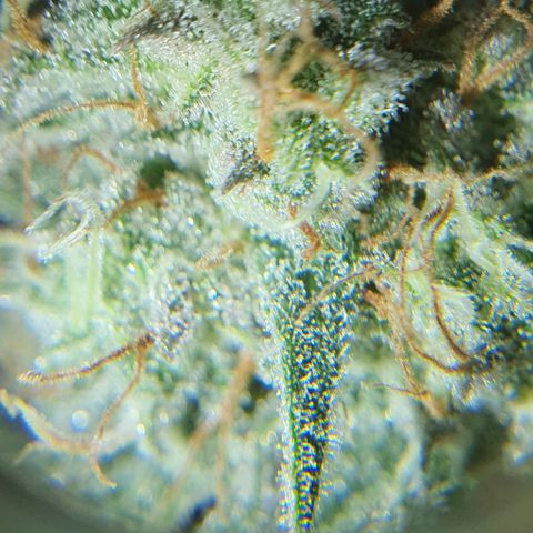 Claudia growlog timeline photo