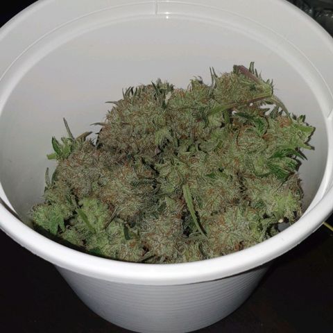 Claudia growlog timeline photo