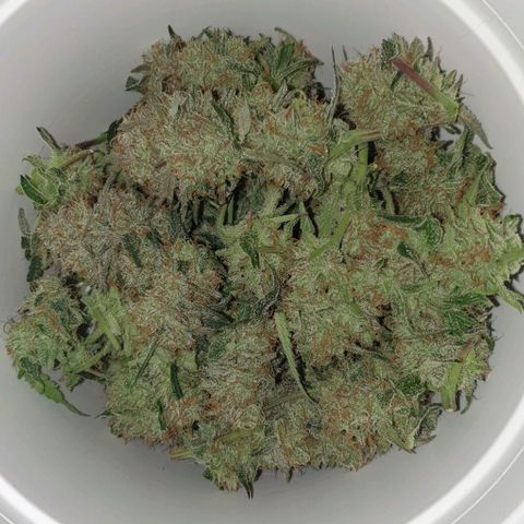 Claudia growlog timeline photo