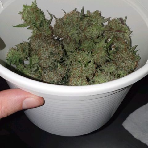 Claudia growlog timeline photo