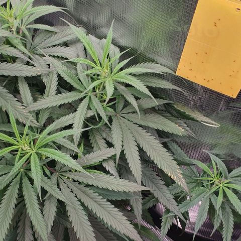 Heidi growlog timeline photo