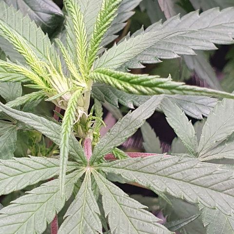 Heidi growlog timeline photo