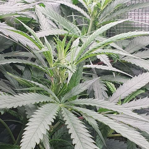 Heidi growlog timeline photo