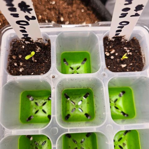 Lemon Orange #2 growlog photo: Das Licht der Welt erblickt 