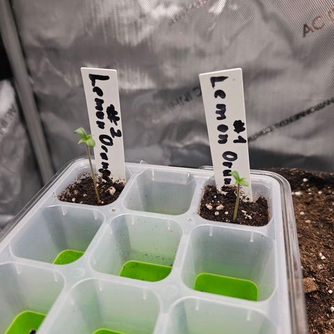 Lemon Orange #2 growlog photo: Einfach wachsen lassen