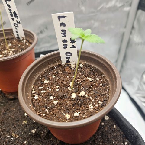 Lemon Orange #1 growlog timeline photo
