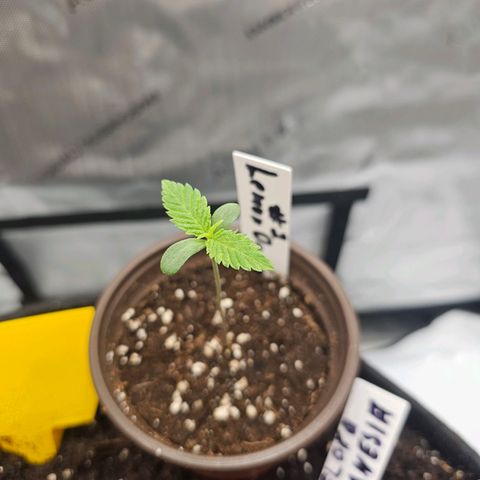 Lemon Orange #2 growlog timeline photo