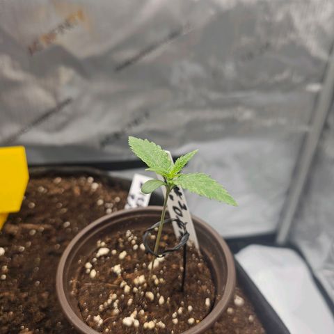 Lemon Orange #2 growlog timeline photo