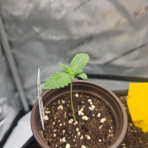 Lemon Orange #1 growlog timeline photo