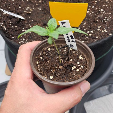 Lemon Orange #1 growlog timeline photo