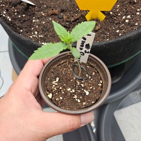 Lemon Orange #2 growlog timeline photo