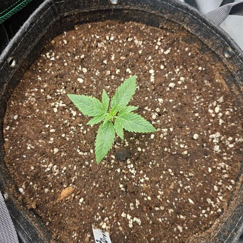 Lemon Orange #2 growlog timeline photo