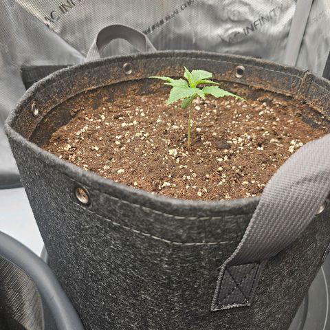 Lemon Orange #2 growlog timeline photo