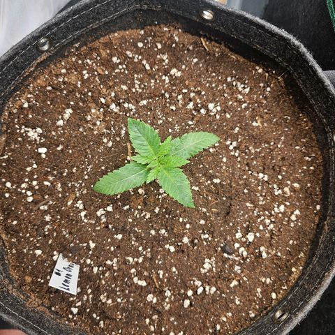 Lemon Orange #1 growlog timeline photo