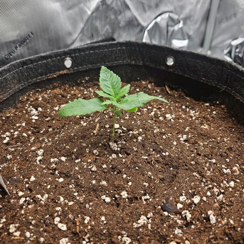 Lemon Orange #1 growlog timeline photo