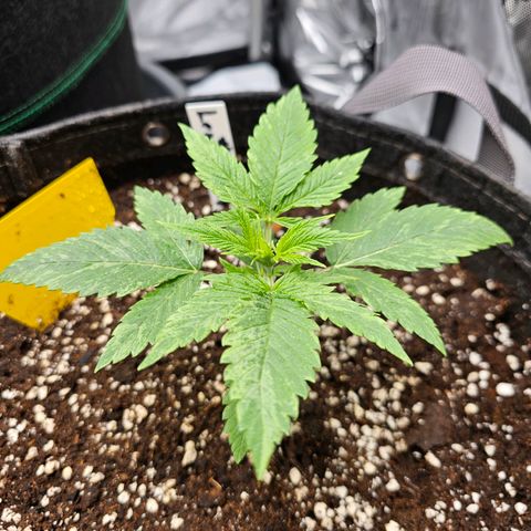 Lemon Orange #2 growlog timeline photo