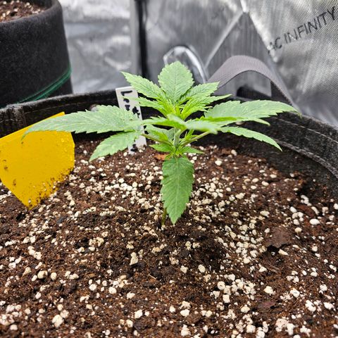Lemon Orange #2 growlog timeline photo