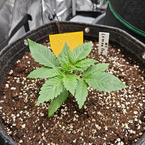 Lemon Orange #1 growlog timeline photo