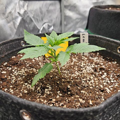 Lemon Orange #1 growlog timeline photo