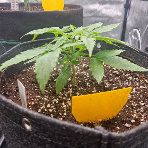 Lemon Orange #2 growlog timeline photo