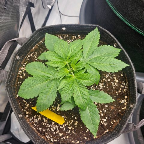 Lemon Orange #1 growlog timeline photo