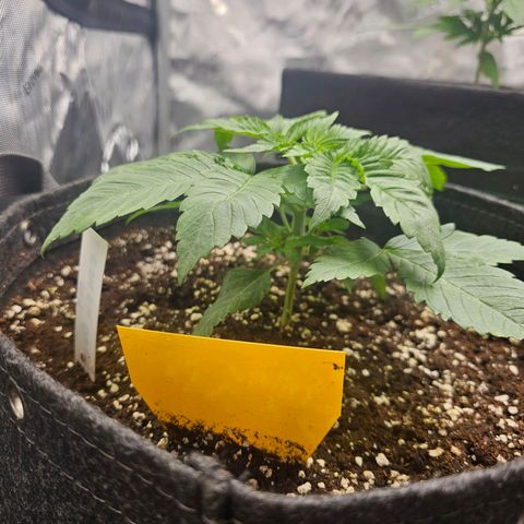 Lemon Orange #1 growlog timeline photo