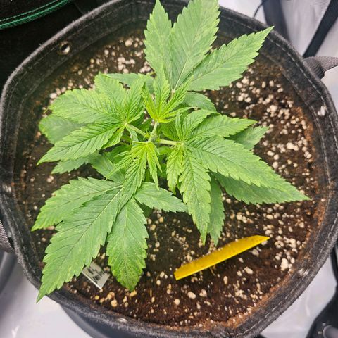 Lemon Orange #2 growlog timeline photo