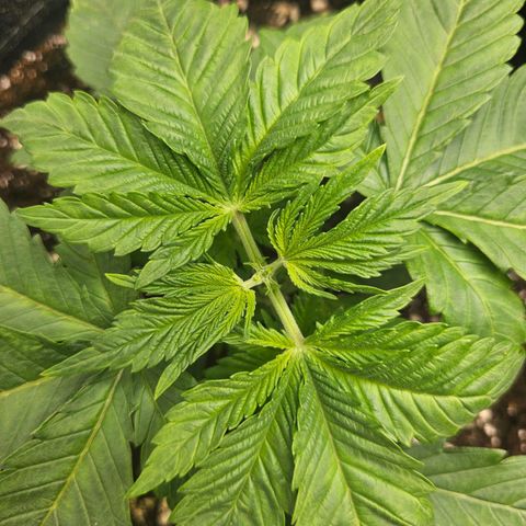 Lemon Orange #1 growlog timeline photo