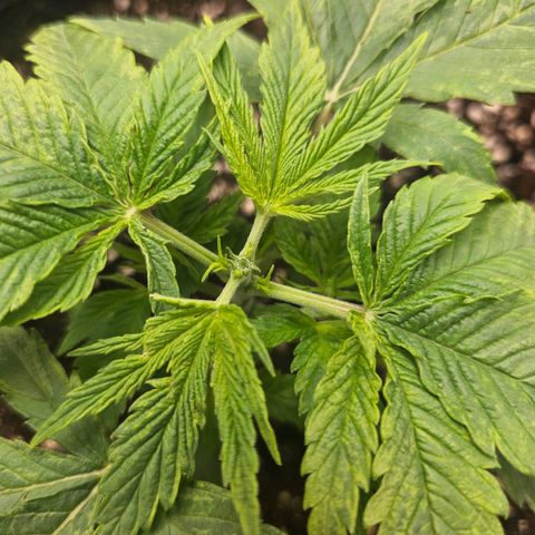 Lemon Orange #2 growlog timeline photo
