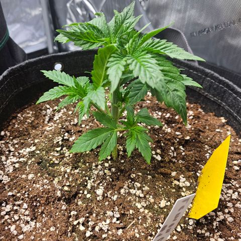 Lemon Orange #2 growlog timeline photo