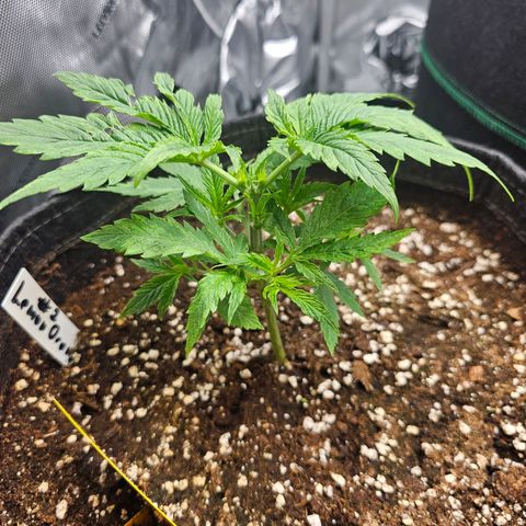 Lemon Orange #1 growlog timeline photo