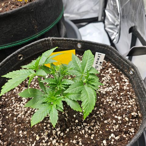 Lemon Orange #1 growlog timeline photo