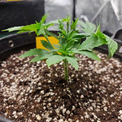 Lemon Orange #1 growlog timeline photo