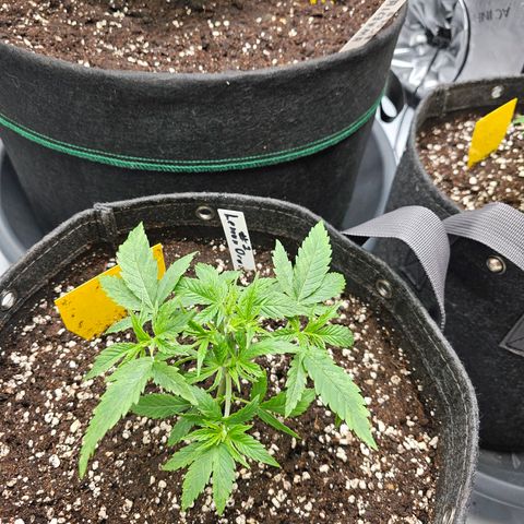 Lemon Orange #2 growlog timeline photo