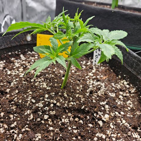 Lemon Orange #2 growlog timeline photo