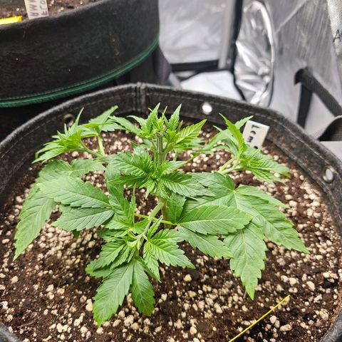 Lemon Orange #1 growlog timeline photo