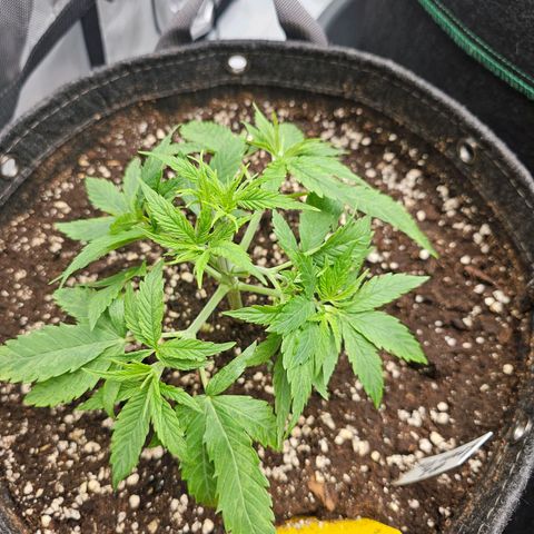 Lemon Orange #2 growlog timeline photo