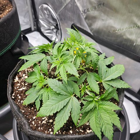 Lemon Orange #1 growlog timeline photo