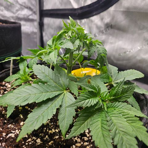 Lemon Orange #1 growlog timeline photo