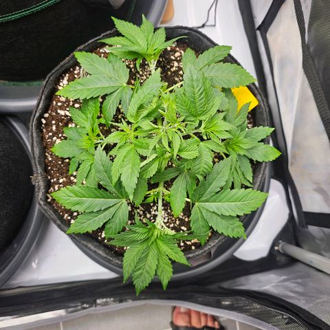 Lemon Orange #1 growlog timeline photo