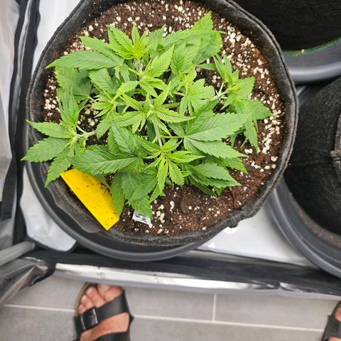 Lemon Orange #2 growlog timeline photo