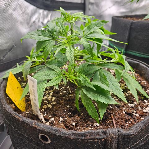 Lemon Orange #2 growlog timeline photo
