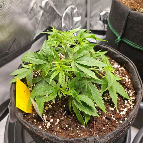 Lemon Orange #2 growlog timeline photo
