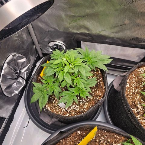 Lemon Orange #1 growlog timeline photo