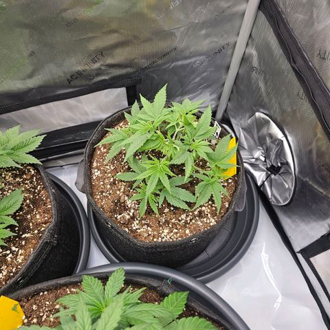 Lemon Orange #2 growlog timeline photo