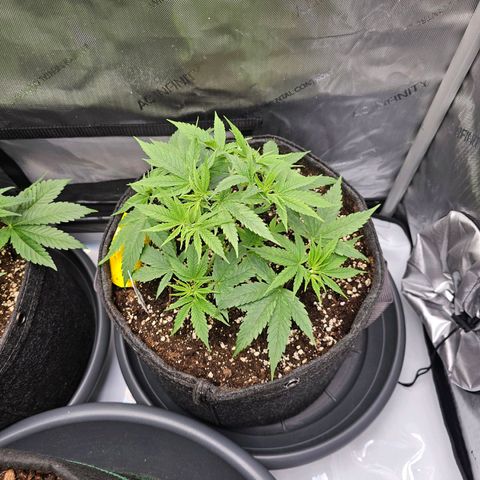Lemon Orange #2 growlog timeline photo