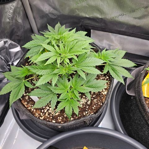 Lemon Orange #1 growlog timeline photo